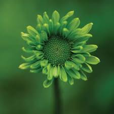 Check spelling or type a new query. Green Flower On Green Canvas Print By Tom Quartermaine Icanvas