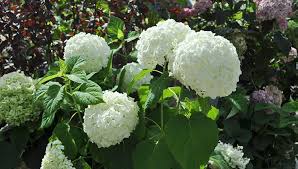 For larger surfaces, more than one rain garden may be needed to handle the runoff. How To Build A Rain Garden Gardener S Supply