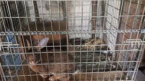 Murfreesboro.com with rutherford county breaking news. Petition Rutherford County Paws Remove Rabbits From Unhealthy Housing Neglectful Owners Change Org