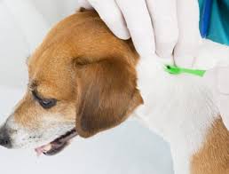 Typically, female dogs reach sexual maturity when they are six months old; How Long Does A Dog Stay In Heat Pet Life Today