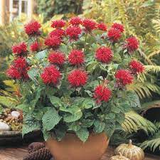Shop Bee Balm Fireball Breck S