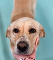 From baths to nail trims to haircuts adoption habitats. Pet Adoption Center Petspasadenatx Twitter