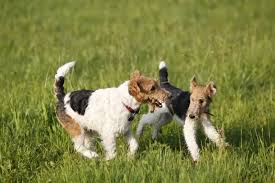 Image result for foxterier drsnosrstý