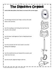 The nervous system is the most complex and sophisticated body system. Human Body Teaching Activities Worksheets