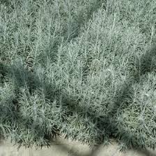 Image result for Helichrysum graniticola