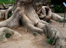 Image result for Phytolacca dioica