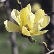 Vegetable Seeds Flower Seeds Plants Bulbs Trees And Gardening Supplies Yellow Magnolia Magnolia Flower Screen Plants