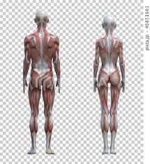 See more ideas about fitness body, muscle anatomy, gym workouts. Male And Female Body Comparison Image Muscle Stock Illustration 46851661 Pixta