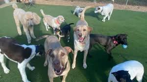 Find out why the best day care franchise opportunities emphasize early childhood curriculum and learn about the unique curriculum used by if you're thinking about buying a daycare franchise, how do you assess the best daycare franchise opportunities? Dog Daycare And Boarding Businesses For Sale Bizbuysell