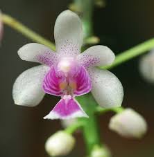 Image result for Summerhayesia