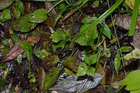 Image result for Sanicula elata