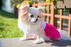 The presence of an undercoat will affect how much it. Long Haired Chihuahua A Complete Guide To Your Fluffy Friend K9 Web