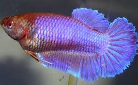 Betta Breeding Color Chart Vang Bettas