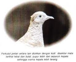 Perkutut Om Kicau