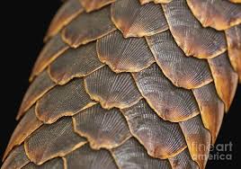 Dec 14, 2016 · a pangolin's scales make up 15 percent of its weight, according to the african wildlife foundation. Pangolin Tail Photograph By Natural History Museum London Science Photo Library