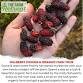 Mulberry Picking & Organic Farm Tour - The Farm Retreat, Thakkar Farm, Tata Power Road, Village Gaulwadi, Dist Event Image