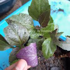 Dari sekian banyaknya jenis daunan herbal. Pokok Herba Pokok Sambung Nyawa Batik Hijau Hitam Ungu Cina Shopee Malaysia