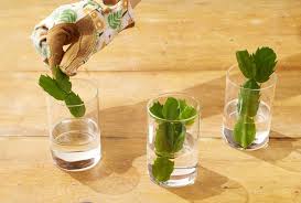 Image result for cactus cuttings