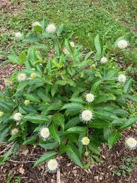 Image result for Cephalanthus