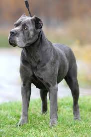 Black Blue Cane Corso Puppies For Sale Cane Corso Cane Corso Cane Corso Dog Corso Dog