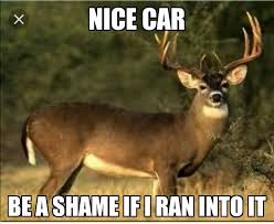 Deer Car Meme Deer Hunting Tips Whitetail Deer Hunting Big Deer