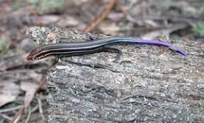 The most probable lizard you are talking about is the five lined skink. Species Profile Southeastern Five Lined Skink Eumeces Plestiodon Inexpectatus Srel Herpetology