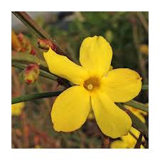 Image result for Jasminum nudiflorum