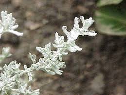 Image result for Helichrysum sulfureofuscum