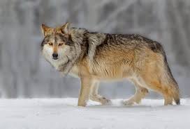 Maybe you would like to learn more about one of these? Gray Wolf Wildearth Guardians