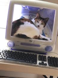 아이맥 2020이 미국시간 8월 3일 출시되었습니다. 5 Thrift Store Gutted Imac G3 Cat House Good Find Vintageapple