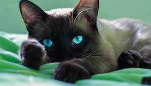 Ever Wondered Why Curious Facts About Cats Conclusion