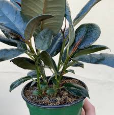 Maybe you would like to learn more about one of these? Ficus Decora Burgundy 4 Peace Love Happiness Club