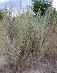 Image result for Laggera