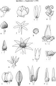 Image result for Annonaceae