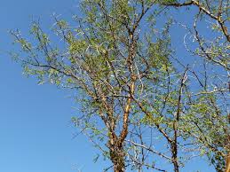Image result for Acacia exuvialis