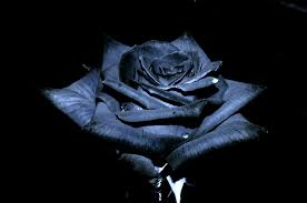 Fill your cart with color today! 76 Wallpapers Of Black Roses On Wallpapersafari