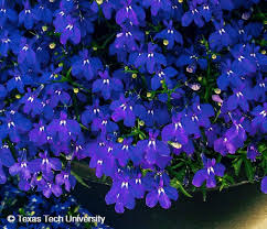 Image result for Lobelia erinus