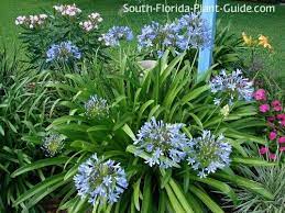 Peter Pan Variety Agapanthus Part Shade Plants Florida Plants