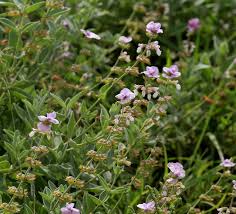 Image result for Syncolostemon linearis