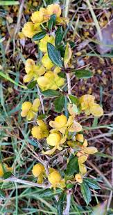 Image result for Berberis verruculosa