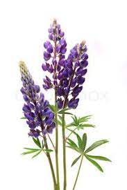 Sisters Wedding Lupine Flowers Flower Images Flowers