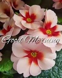 Download and use 20,000+ good morning stock photos for free. Good Morning Pics Flowers Good Morning Flowers Good Morning Flowers Rose Morning Flowers