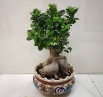 Ginseng Bonsai Ficus Large