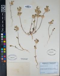 Image result for Achyrospermum laterale