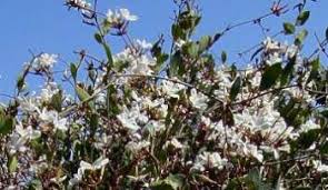 Image result for Ancylobothrys