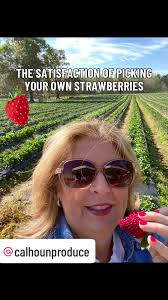 Calhoun Strawberry Picking