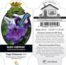 Image result for Streptocarpus buchananii