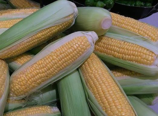 Jagung Manis
