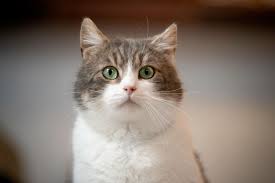 ‪Cats Have Nearly 300 Different Facial Expressions, Study Finds‬‏