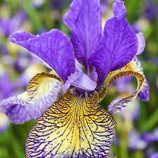 Spring Hill Nurseries Pennywhistle Siberian Iris Live Bareroot Plant Purple And Yellow Flowering Perennial 1 Pack 73227 The Home Depot Spring Hill Nursery Perennials Iris